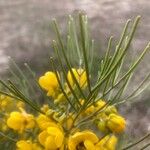 Senna artemisioides Blatt