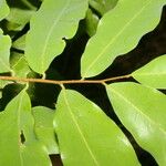 Oxandra venezuelana Hoja