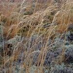 Festuca rubra Folha