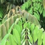 Amherstia nobilis Leaf