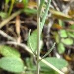 Linaria simplex Hostoa