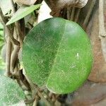 Hoya australis Leaf
