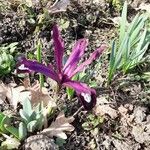 Iris spuria Cvet