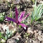 Iris spuria Flower