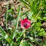 Tulipa humilis TulpFlower