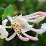 Lonicera implexa Flower