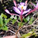Epidendrum secundum Cvet