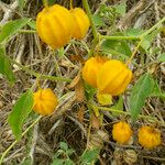 Physalis viscosa Sonstige