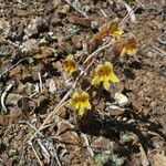 Orobanche fasciculata عادت