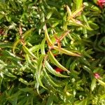Fuchsia hatschbachii Leaf