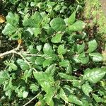 Quercus agrifolia Blad