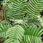 Piptadeniastrum africanum Leaf