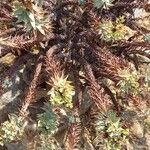Euphorbia pithyusa Hoja
