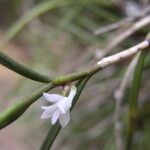 Afropectinariella subulata Floro