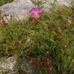 Rhexia virginica Natur