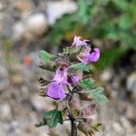 Teucrium botrys പുഷ്പം