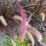 Cenchrus setaceus Flower