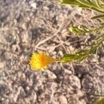 Asteriscus graveolens Flower