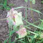 Lamium purpureumപുഷ്പം