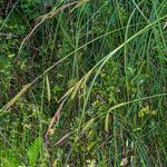 Carex hispida Habit