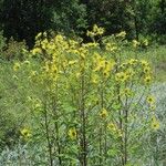 Helianthus giganteusKwiat