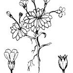 Androsace ciliata Mosusu