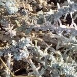 Achillea maritima Bark