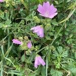 Malva tournefortiana Flor