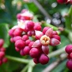 Leea guineensis फूल