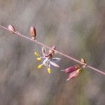 Hooveria parviflora Flower
