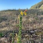 Oenothera bahia-blancae