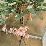 Bulbophyllum longiflorum Kukka