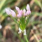 Allium ramosum Flower