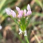 Allium ramosum Цвят