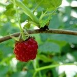 Rubus idaeus Плод