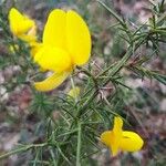 Ulex europaeusBlomma