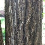 Diospyros discolor 樹皮