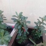 Adenium multiflorum Лист