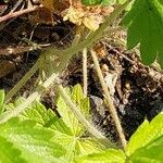 Potentilla grammopetala Corteza