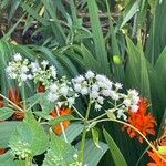 Ageratina altissima फूल