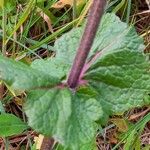 Salvia verbenaca Blatt