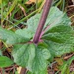 Salvia verbenaca Blad