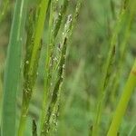 Glyceria declinata Lorea