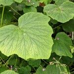 Begonia minor Leaf