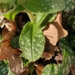 Pulmonaria officinalis Frunză