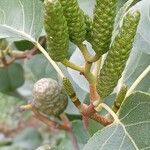 Alnus cordata Blüte