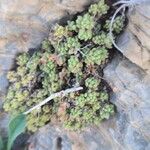 Sedum hirsutum葉