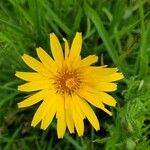 Tragopogon orientalis Flower
