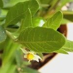 Solanum pseudocapsicum Blatt