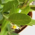 Solanum pseudocapsicum 葉